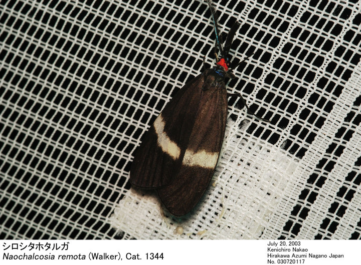 Naochalcosia remota 030720117.jpg